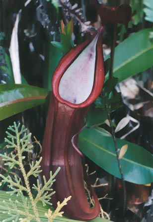 N. sanguinea