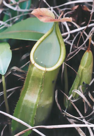 N. sanguinea GREEN TYPE