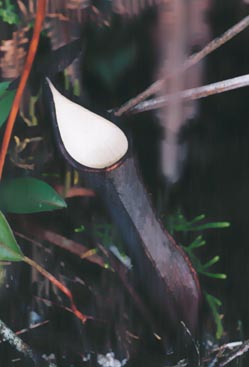 N. gracilima x N. sanguinea