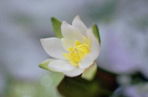 Nymphaea tetragona Georgi