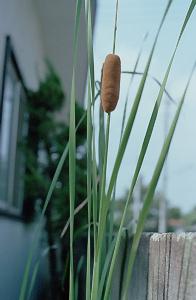 Typha angustifolia L.