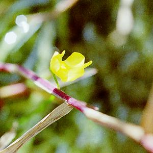 Utricularia exoleta subsp. gibba