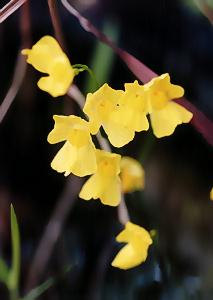 Utricularia exoleta subsp. gibba