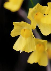 Utricularia exoleta subsp. gibba