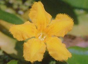 Nymphoides peltata O.Kuntze