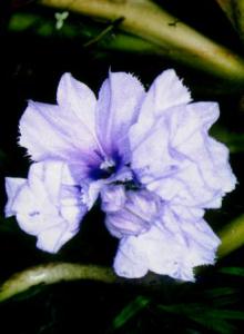 Eichhornia azurea