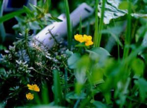 Caltha palustris var. enkoso