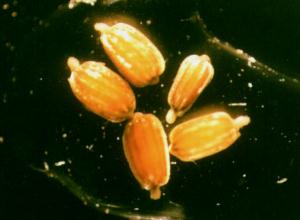 Eichhornia azurea