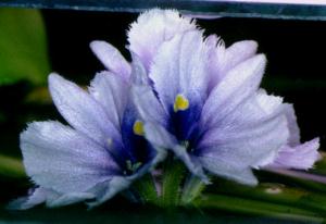 Eichhornia azurea