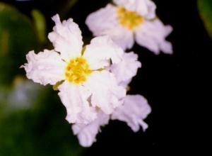 Nymphoides cristata O.Kuntze