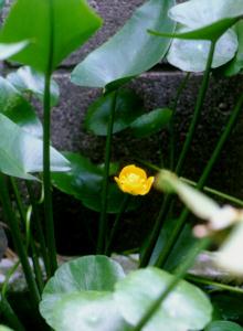 Nuphar japonicum var. stenophyllum