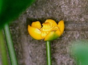 Nuphar japonicum var. stenophyllum