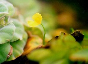 Utricularia exoleta subsp. gibba