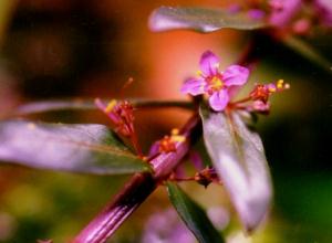 Ammannia latifolia