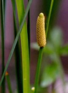 VEuiAcorus calamus L.j