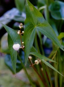 Sagittaria trifolia L.