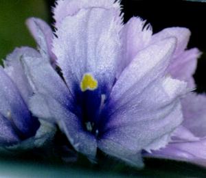 Eichhornia azurea