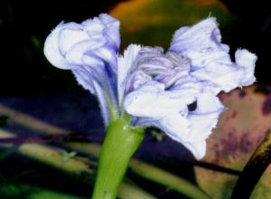 Eichhornia azurea