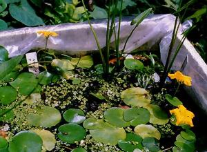 Nymphoides peltata O.Kuntze