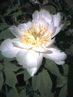 id_20050505_001