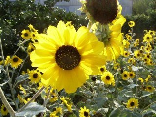 id_20090930_026