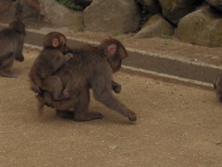 id_20130429_085