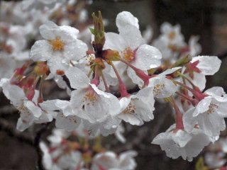 id_20130520_004