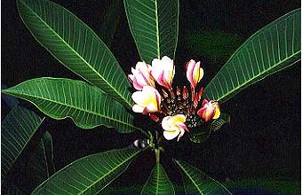 p99016a0�F�����ɏW�܂�ԁX�Ɨt��