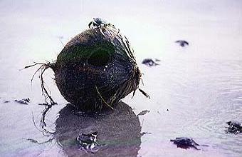 p99016a2�F�Y���������q�ɕ�炷�I