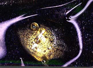 p99016a3�F�l�ɑł��グ��ꂽ��