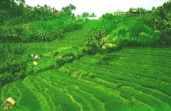 p99016a5�F���C�X�e���X�E�i�X���c