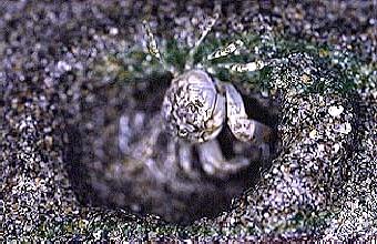 p99016a7�F�g���B�����h�J��