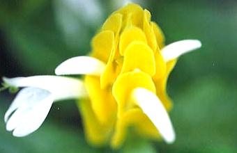 p99016a9�F�Q�̐F������