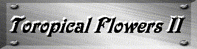 Tropical Flowers II