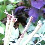 [s98524a3]
