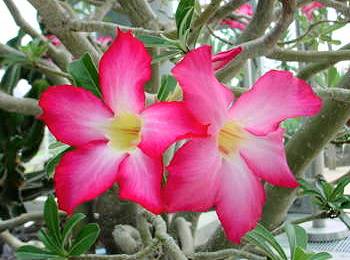 �A�f�j�E���E�I�x�Y��